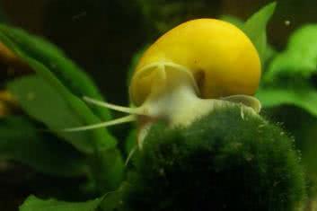 Ranking śmiercionośnych zwierząt