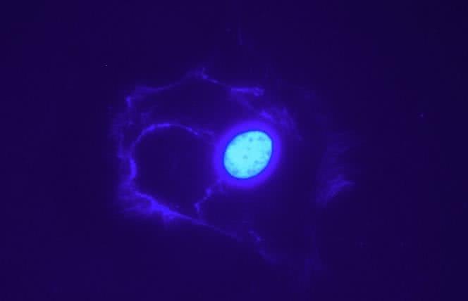 Czego jeszcze nie wiesz o mitochondriach?