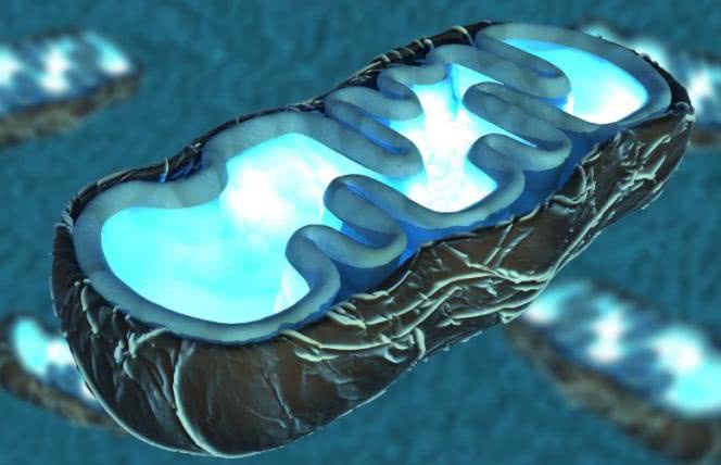 Mitoceutyki są kluczem do zdrowia