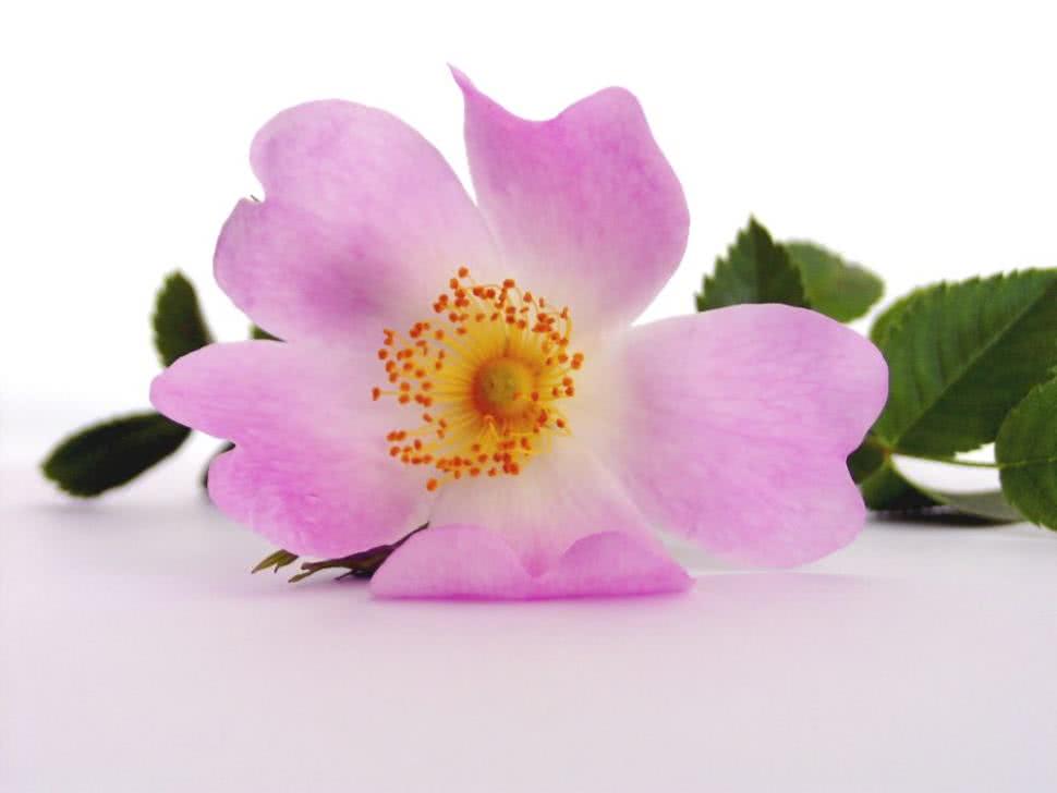 Zdjęcie przedstawiające różowy kwiat dzikiej róży