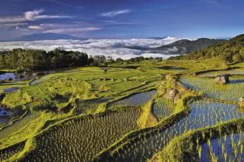 Trujące zdrowe jedzenie