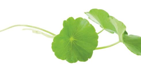 Naturalna pomoc dla żył