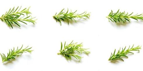 Na lepszą pamięć - rozmaryn