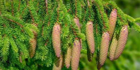 Świerk wspiera pożyteczne bakterie