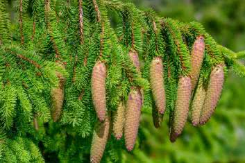 Świerk pospolity (Picea abies)