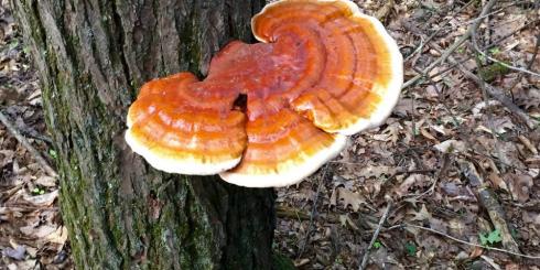 Reishi - "grzyb nieśmiertelności"