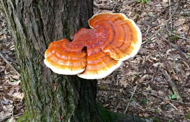 Reishi - "grzyb nieśmiertelności"