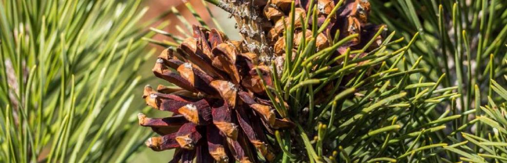 6 zastosowań sosny zwyczajnej, przepisy