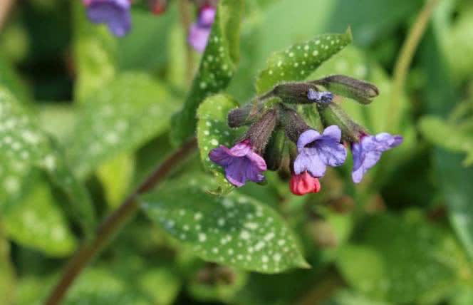 Miodunka plamista - wspomaga płuca