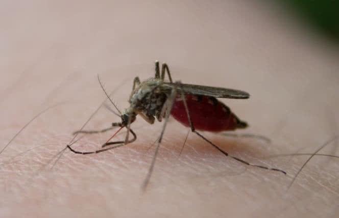 Jak zniechęcić komary?