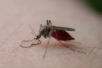 Jak zniechęcić komary?