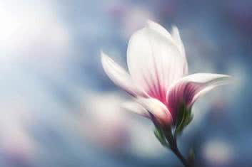 Roślinny pogromca raka