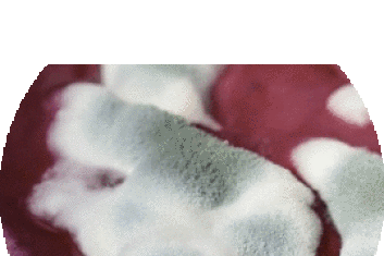  Niebezpieczna pleśń 