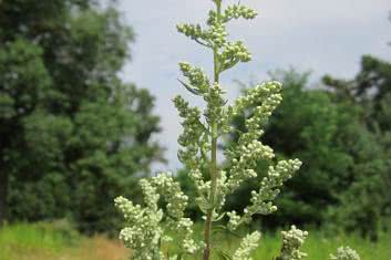 Bylica roczna (Artemisia annua)