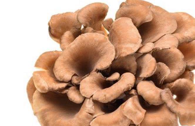 Grzyby, kawa i nasze zdrowie