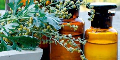 Bylica piołun: 6 mocnych stron