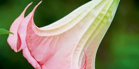 Skopolamina: lek, trucizna, narkotyk