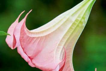 Diabelski oddech z anielskich trąb