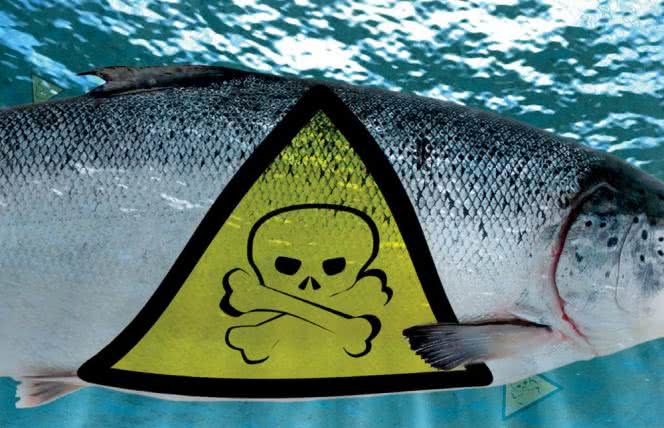 Toksyczny łosoś