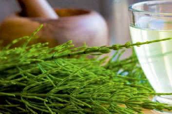 Skrzyp polny (Equisetum arvense)