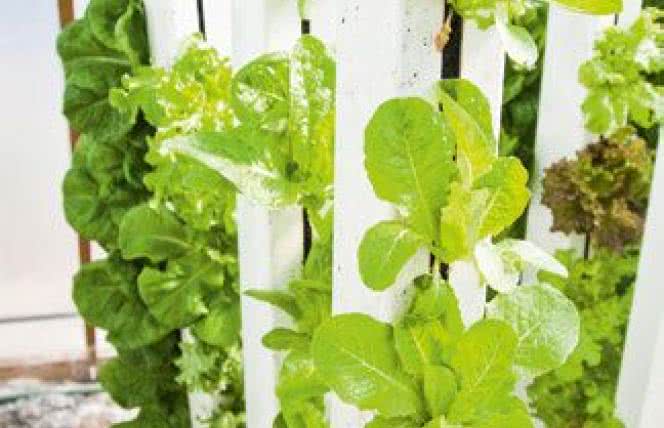 Akwaponika: hodowla roślin bez chemii