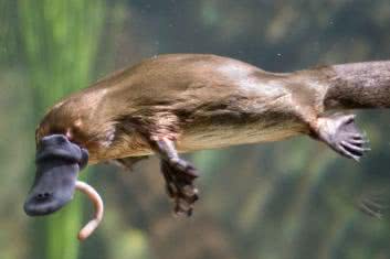Lekooporne bakterie i dziwaczny dziobak