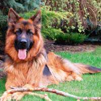 Pielęgnacja sierści psa