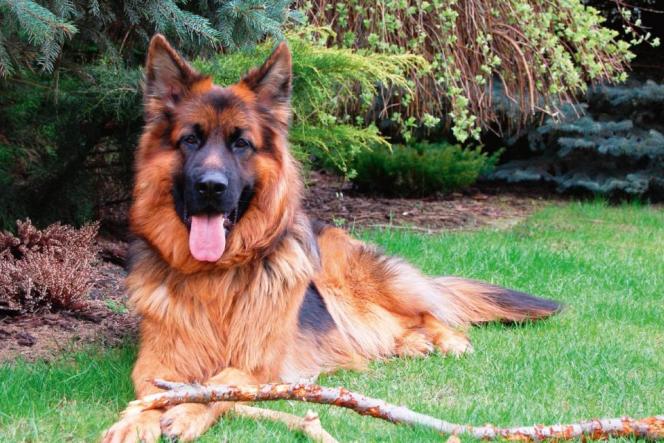 Pielęgnacja sierści psa