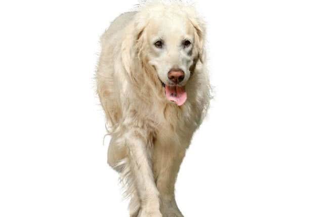 Doktor pies? Niezwykła moc psiego nosa