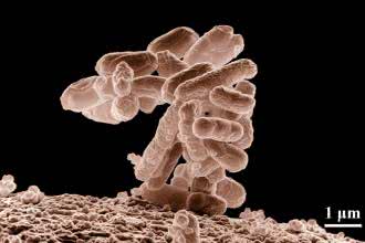 Czy bakterie wywołują raka?