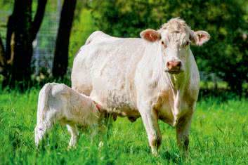 Colostrum - źródło zdrowia i odporności