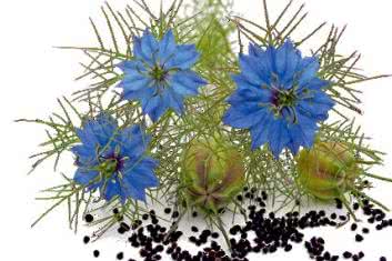 Zioła zamiast leków