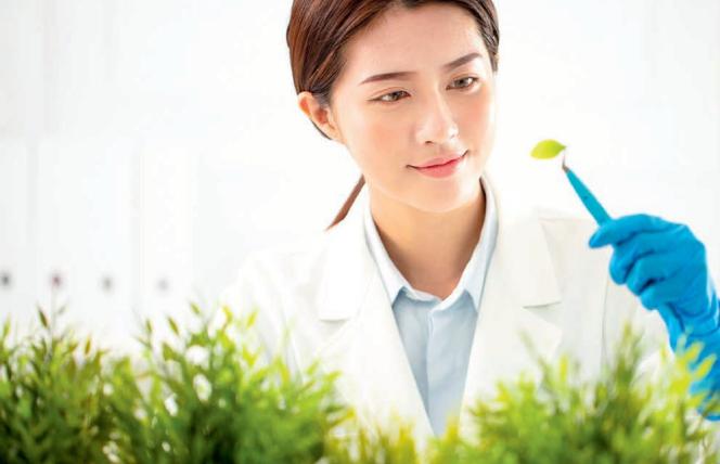 Artemizynina: chiński sposób na raka