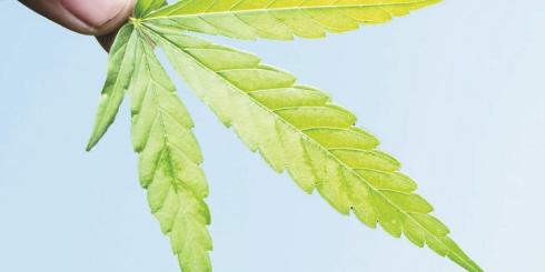 Medyczne konopie lekarstwem na raka?