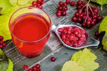 Kalina koralowa (Viburnum opulus)