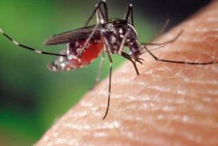 Nowa strategia walki z chorobami przenoszonymi przez komary