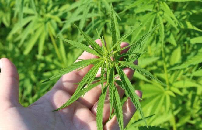 7 naturalnych środków przeciwbólowych