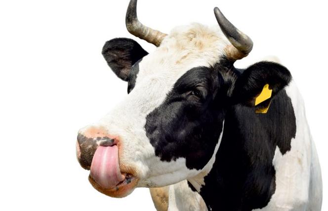 Profilaktyka grypy: colostrum czy szczepionka?