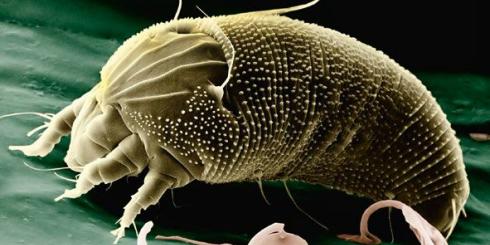 Alergia: zadbaj o odporność