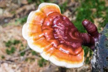 Postaw na adaptogeny!