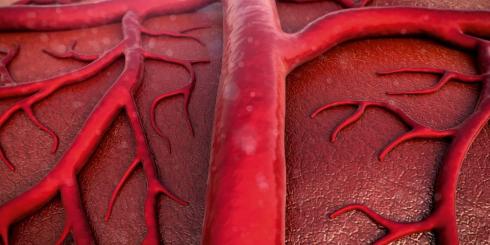 Kapilary - jaką rolę pełnią naczynia włosowate?