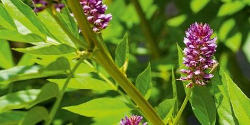 Korzeń lukrecji leczy wrzody