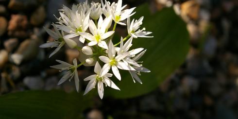 Czosnek niedźwiedzi - właściwości lecznicze, zastosowanie, przepisy