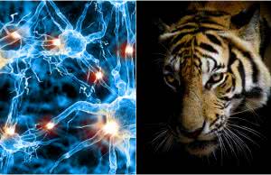 Stres a stan zapalny 