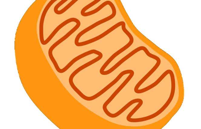 Przeciwutleniacze, które wspierają mitochondria
