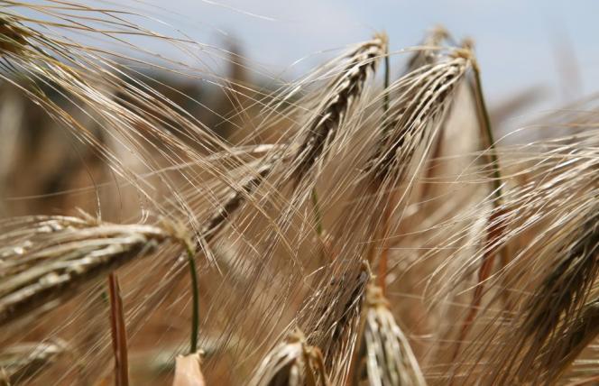 Brakujące białko kluczem do nietolerancji glutenu