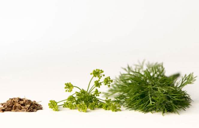 Samuel Thomson: niezwykły zielarz