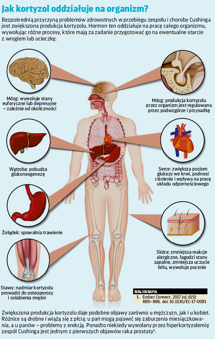 Infografika przedstawiająca działanie kortyzolu na organizm