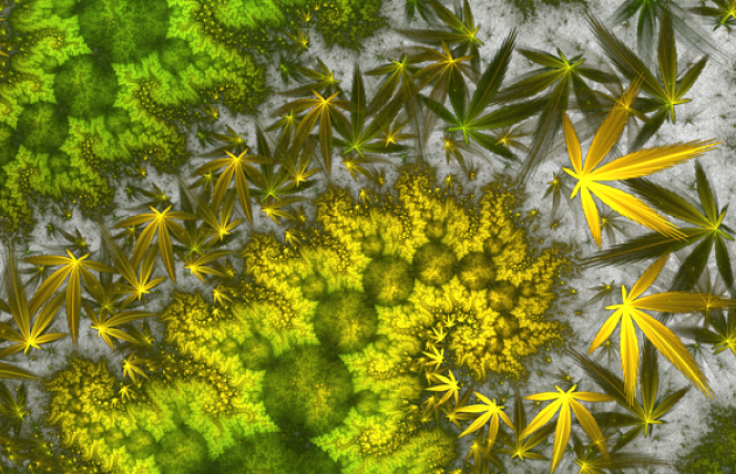 Wielka Brytania wycofuje olej CBD ze sprzedaży