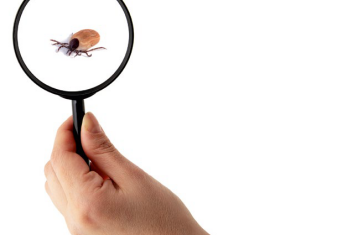 Borelioza – nowe otwarcie